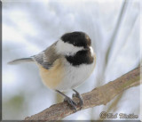 Winter Black-capped Chickadee