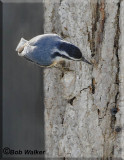   Red-breasted Nuthatch On Edge Of Bark 