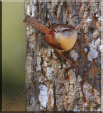 Carolina Wren (Thryothorus ludovicianus)