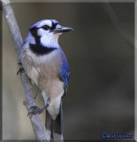 Blue Jay Just Looking Around