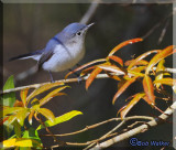 Blue-gray Gnatcatcher In The South