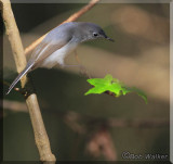 Blue-gray Gnatcatcher 