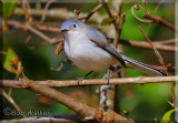 Blue-gray Gnatcatcher Just Browsing