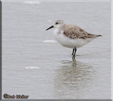 A Sanderling Shore Bird Wading