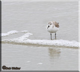 A Sanderling (Calidris alba) Shore Bird Wading In The Surf