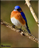 Here Is Looking At You This Eastern  Bluebird Seems To Be Telling Me 