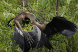 Anhinga