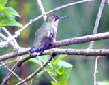 female Rufous Hummingbird