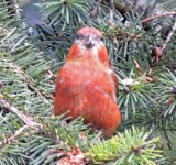 Red Crossbill