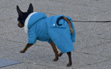 Chiwawa in blue coat