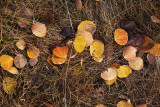 Fallen leaves