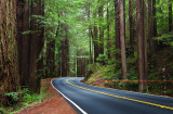 Road through the woods