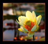 The waterlily