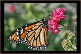 Chasing Butterflies
