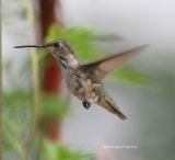 hummingbird molting 0047 8-17-06.jpg