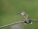 hummingbird 0006 8-19-06.jpg