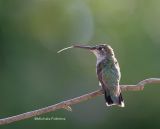 hummingbird 0270 8-19-06.jpg