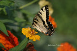 yellow swallowtail 0080 8-20-06.jpg