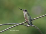 hummingbird beak open 0152 8-26-06.jpg