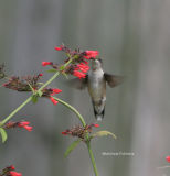 hummingbird male juvie 0325 8-27-06.jpg
