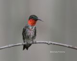 ruby throated hummingbird 8-7-06.jpg