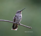 hummingbird molting 0073 8-11-06.jpg