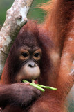 Orangutan 2