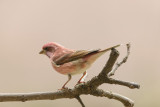 purple finch copy.jpg