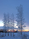 IMG_0310 Saskatchewan Hoarfrost at Sunset, Quill Lake, Dec 22