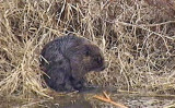 2013_04_23 Spring Wildlife at the Webcam