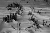 Ferns in a winter snow. _MG_4836.jpg