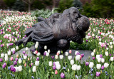 Dallas Arboretum Spring Flowers