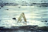 Bears sparring