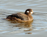 Duck, Harlequin