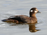 Duck, Harlequin