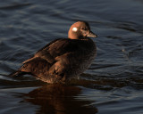 Duck, Harlequin