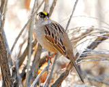 Sparrow, Golden-crowned