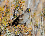 Sparrow, Golden-crowned