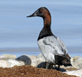 Canvasback