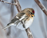 Redpoll, Common