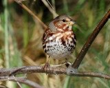 Sparrow, (Taiga) Red Fox