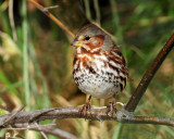 Sparrow, (Taiga) Red Fox