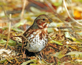 Sparrow, (Taiga) Red Fox