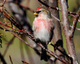 Redpoll, Common (Croydon, Morgan county)