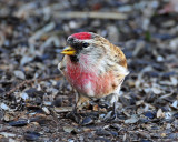Redpoll, Common (Croydon, Morgan county)