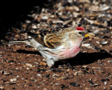 Redpoll, Common (Croydon, Morgan county)