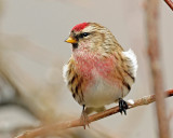 Redpoll, Common (Croydon, Morgan county)