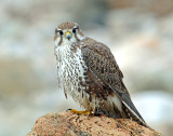 Falcon, Prairie