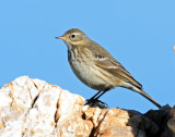 Pipits, American