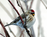 Redpoll, Common (Croydon, Morgan county)